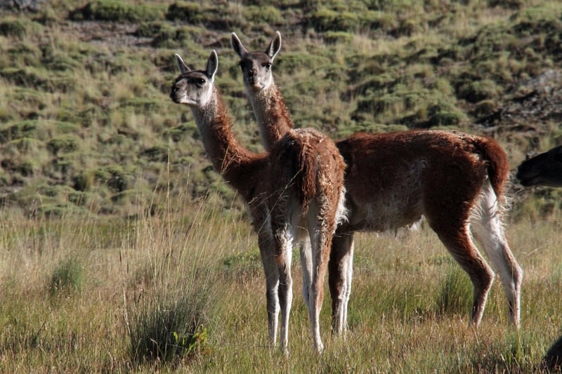 Carretera Austral